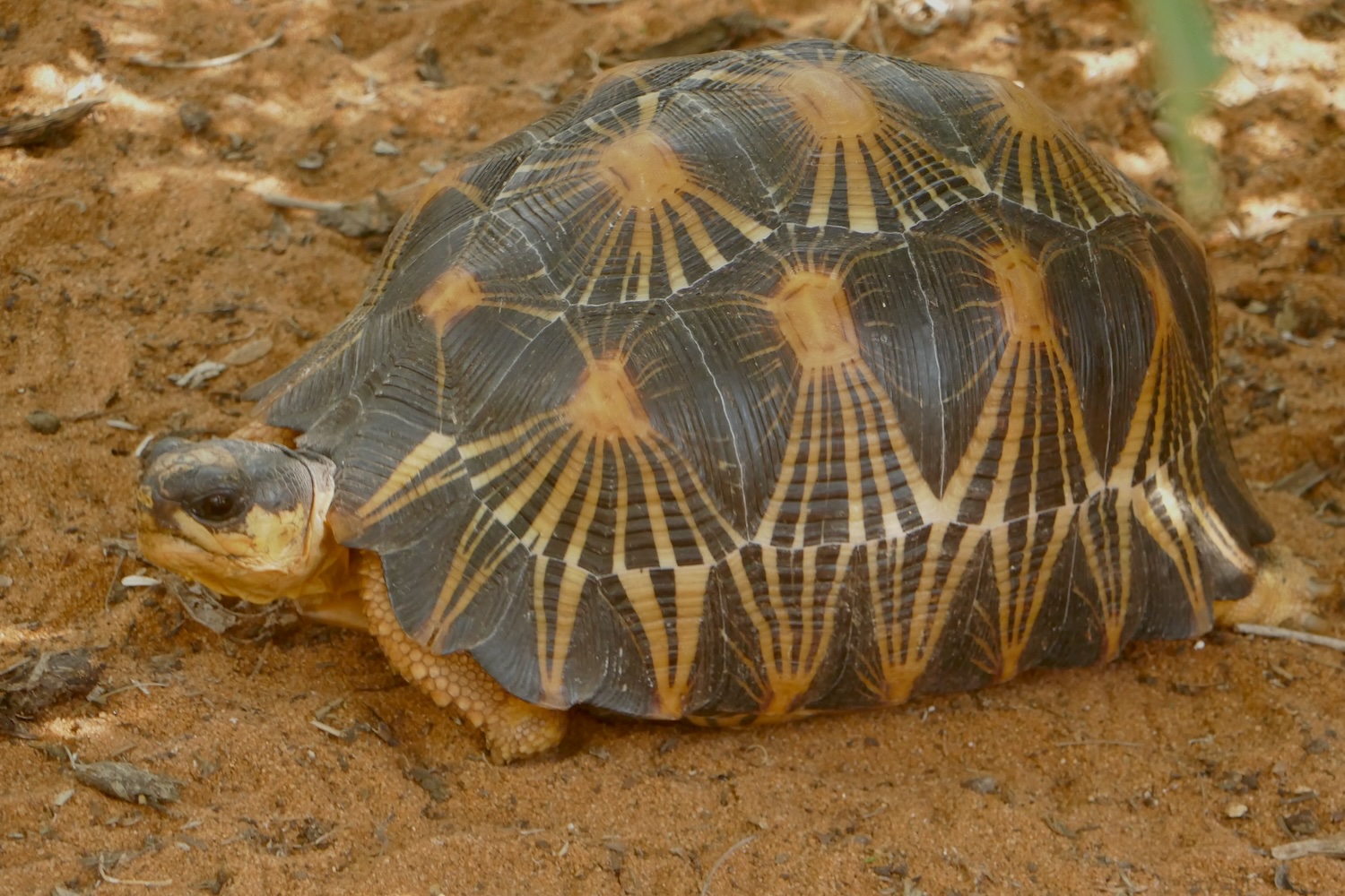 Les tortues étoilées peuvent vivre jusqu’à 150 ans dans leur habitat naturel, la forêt épineuse du sud-ouest de Madagascar © Globe Reporters