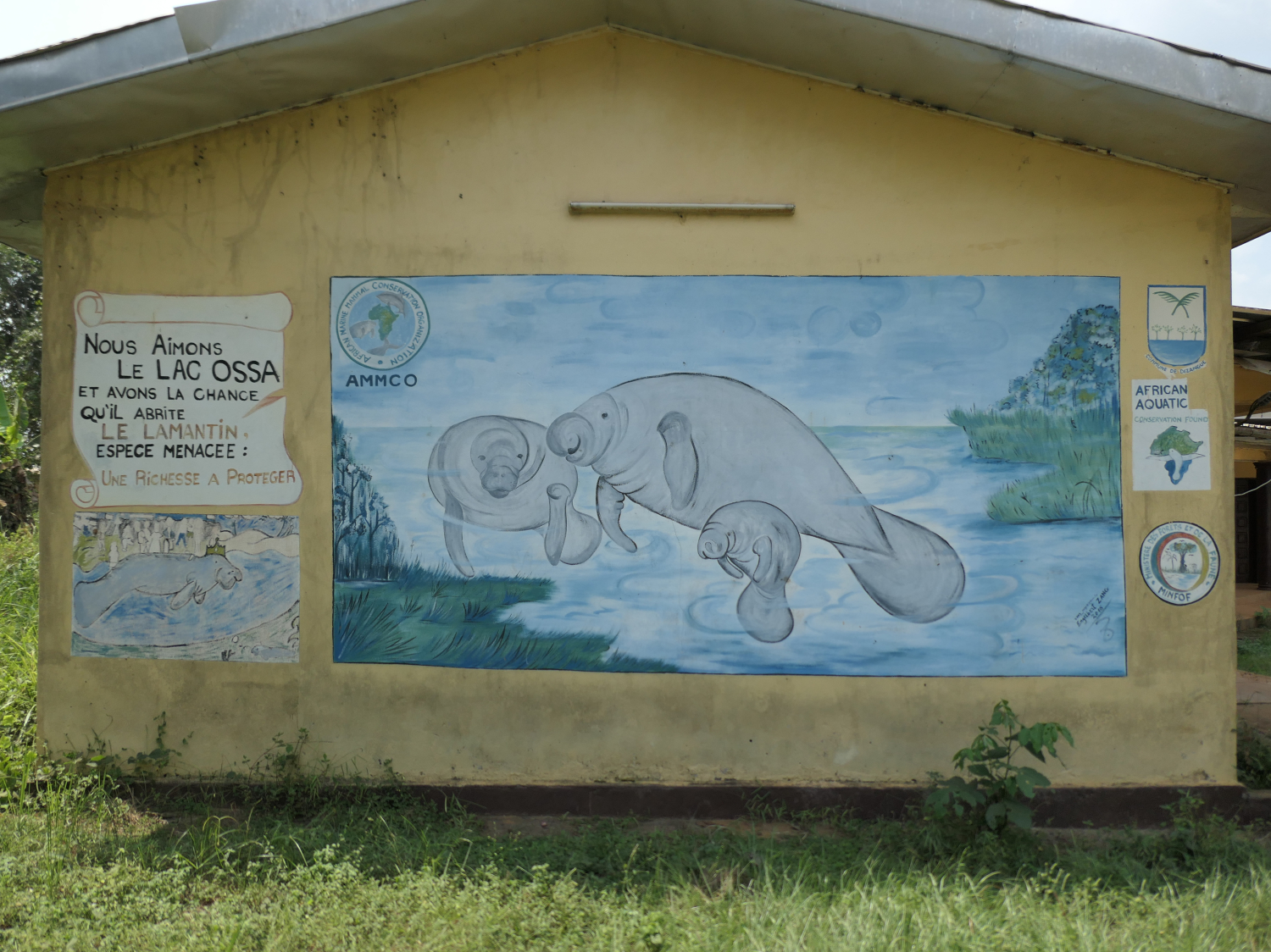 Peinture de sensibilisation à la protection des lamantins sur la façade du centre de l’ONG AMMCO à Dizangué © Globe Reporters