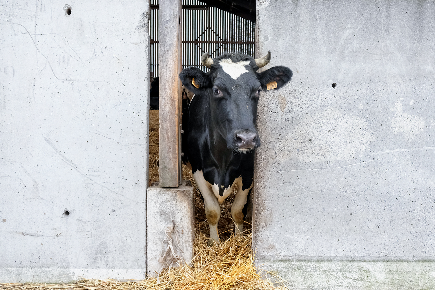 Les vaches vivent une dizaine d’années avant d’être conduites à l’abattoir.