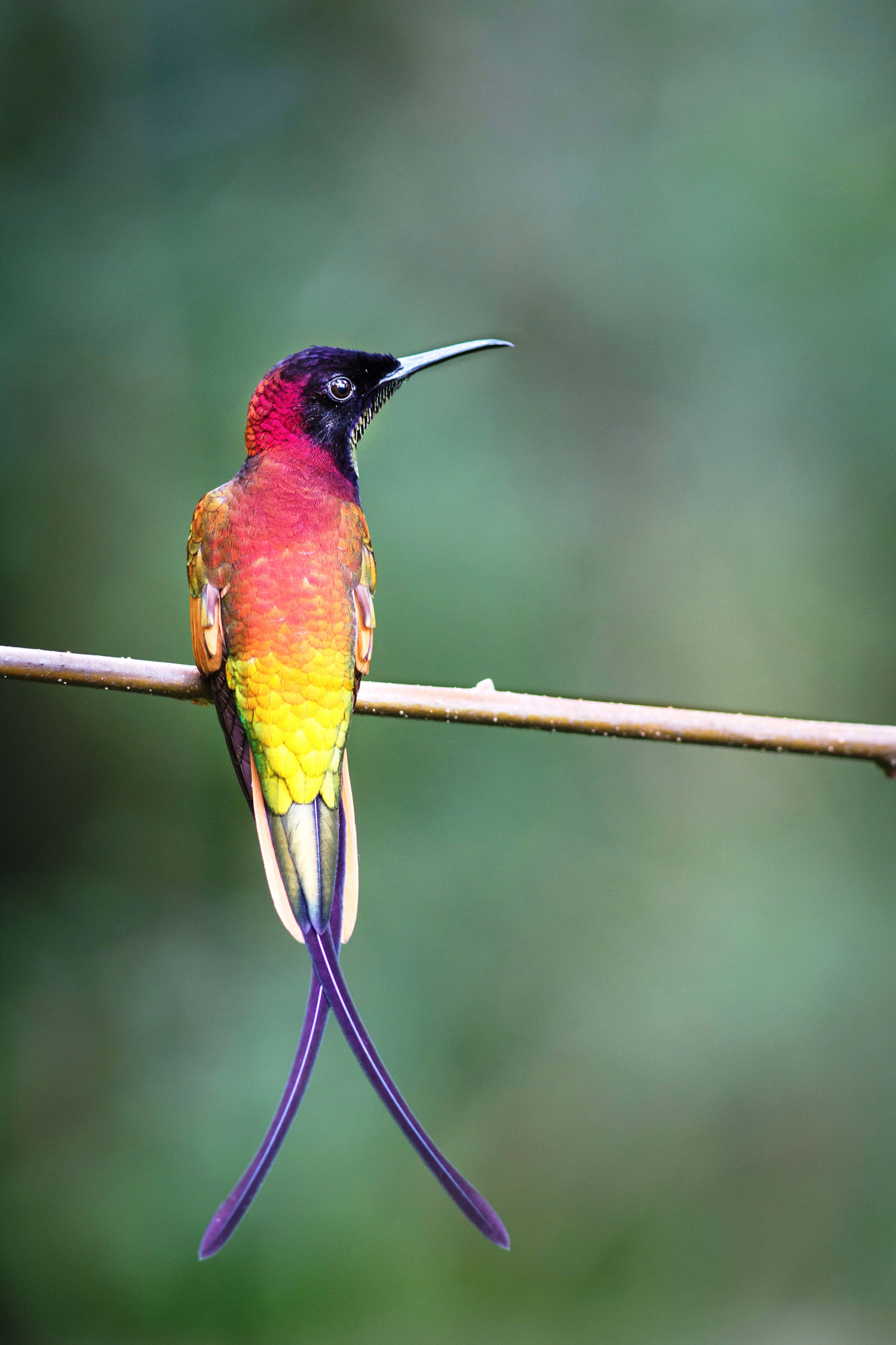 Colibri topaze – crédit M. FERNANDEZ Parc amazonien de Guyane