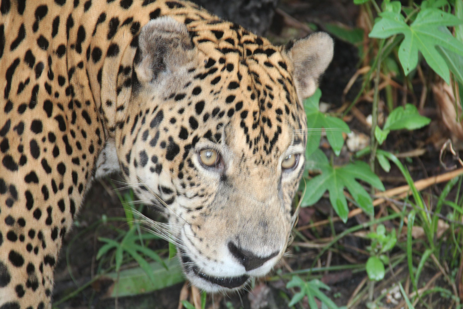 Jaguar – crédit Zoo de Guyane
