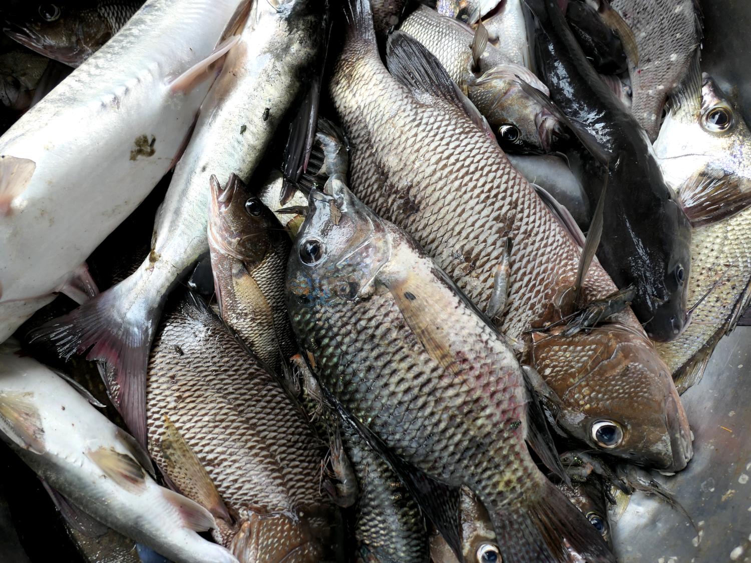 La pêche du jour prête à être vendue © Globe Reporters