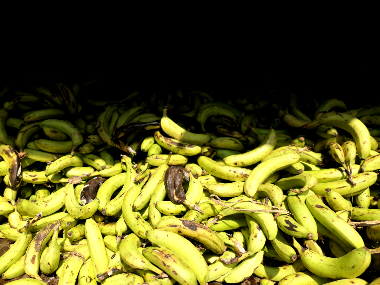 La réserve à bananes pour nourrir les nombreux primates présents au centre © Globe Reporters