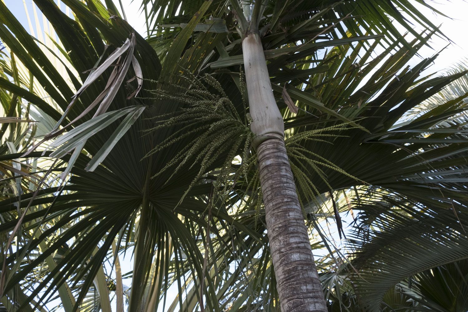 Le palmiste blanc est aussi en danger critique d’extinction aujourd’hui à La Réunion.