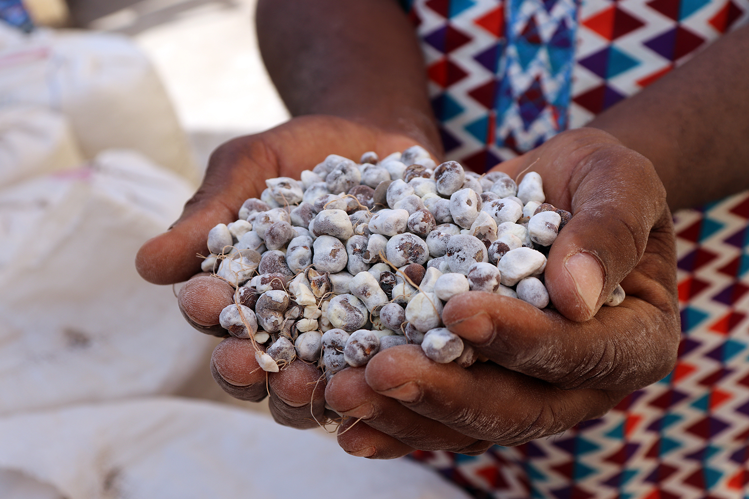 Les graines sont amenées au moulin de Bukombé pour fabriquer des huiles utilisées dans le monde des cosmétiques. 