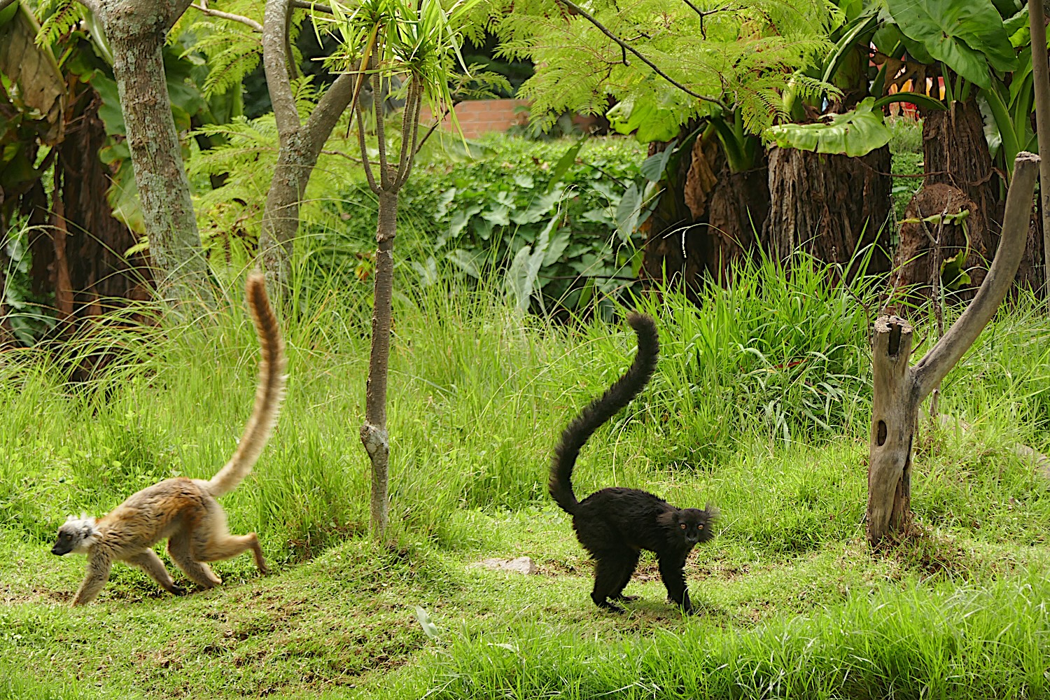 Lémuriens dans le jardin botanique et zoologique de Tsimbazaza à Antananarivo © Globe Reporters