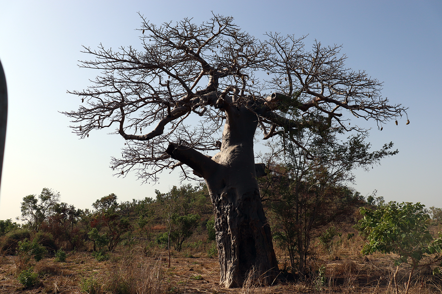 Un baobab, un arbre typique au nord du Bénin et vénéré par les habitants de cette région. 