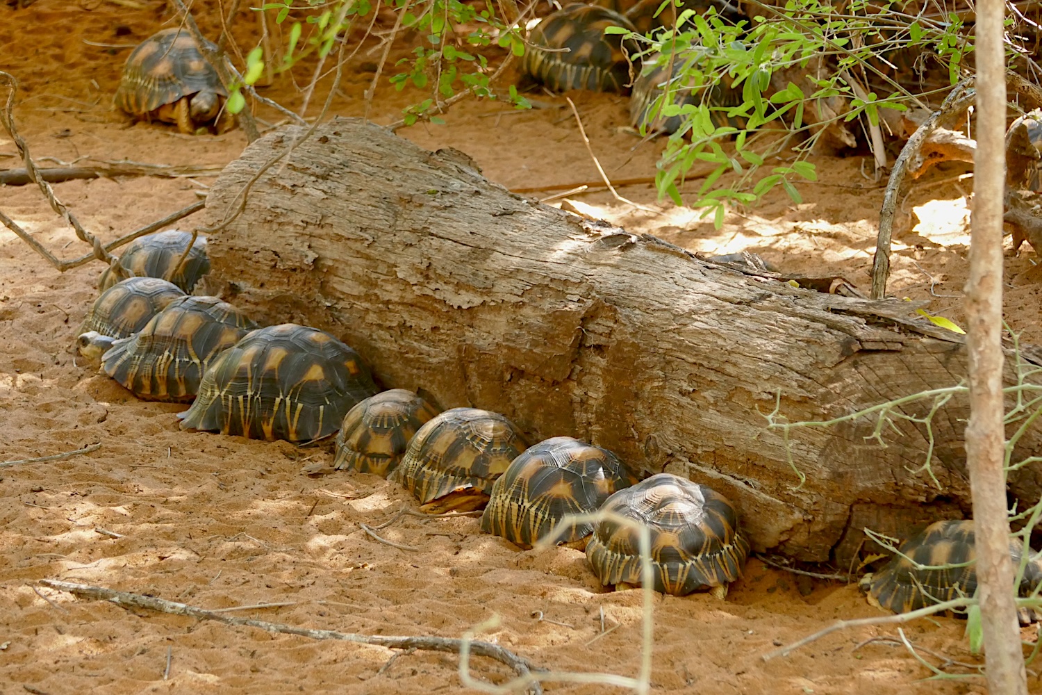 Un groupe de tortues étoilées jeunes © Globe Reporters
