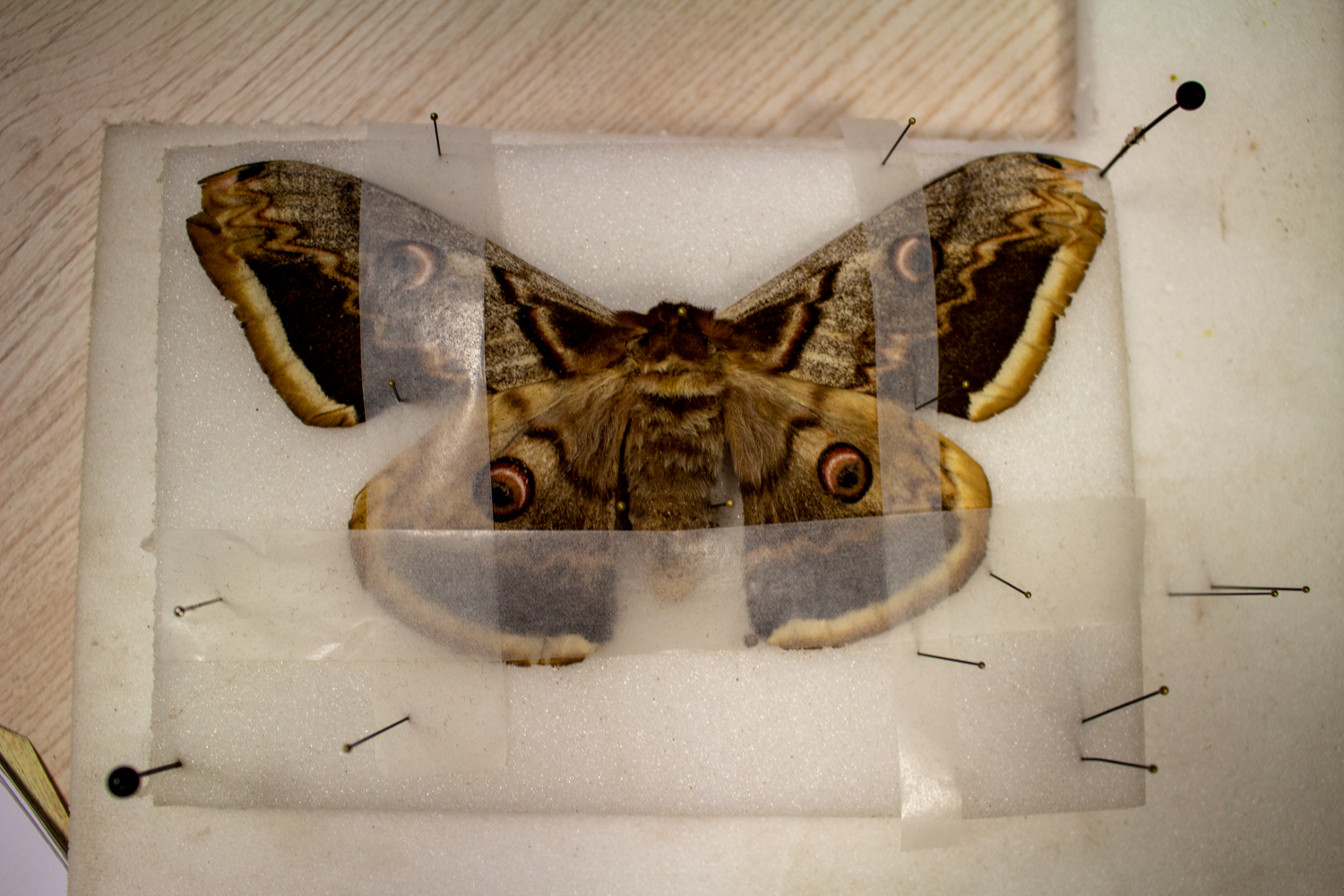 Un papillon qui fait partie de la collection du Muséum © Globe Reporters