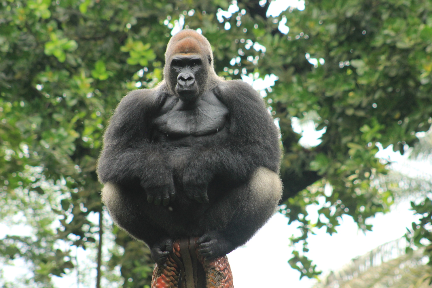 Le gorille est fructivore, il mange beaucoup de bananes au Limbé Wildlife Center © Limbé Wildlife Center