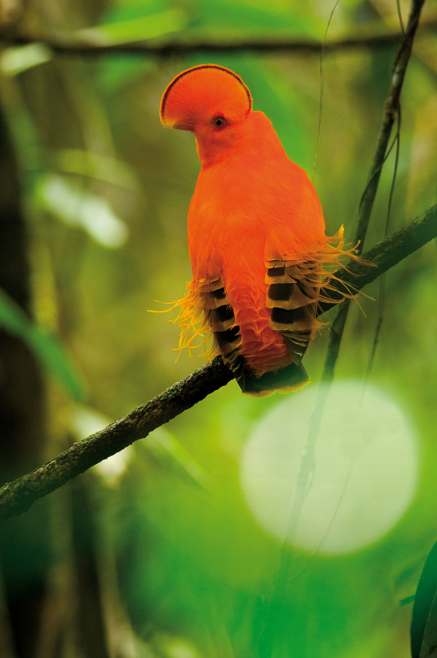 Coq de roche – crédit S. UNTERTHINER Parc amazonien de Guyane