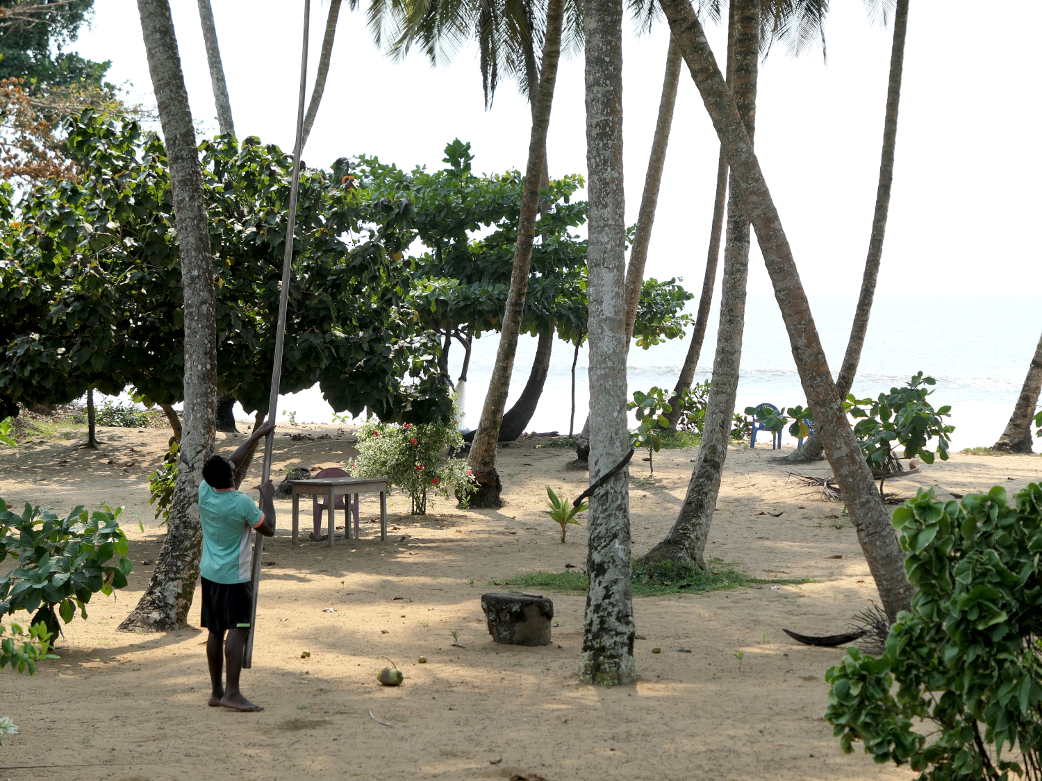 Depuis la terrasse de l’écolodge, un habitant d’Ebodjé fait tomber des noix de cocos © Globe Reporters