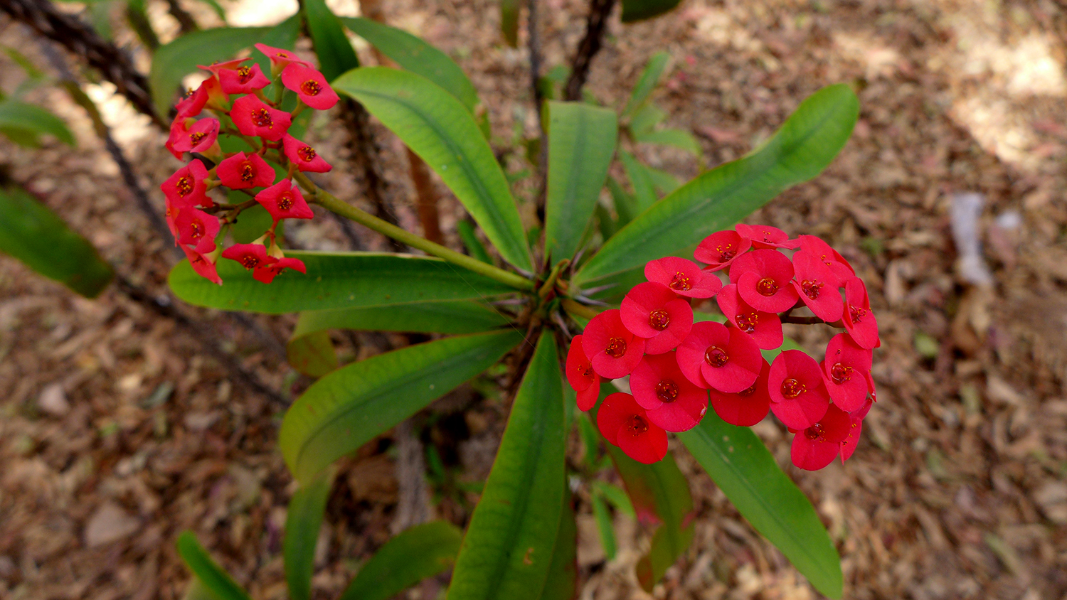 Les fleurs rouges du ficus sont très nombreuses. Elles sont partout à Ouagadougou : dans le parc, dans les jardins publics, les jardins des maisons, etc. 