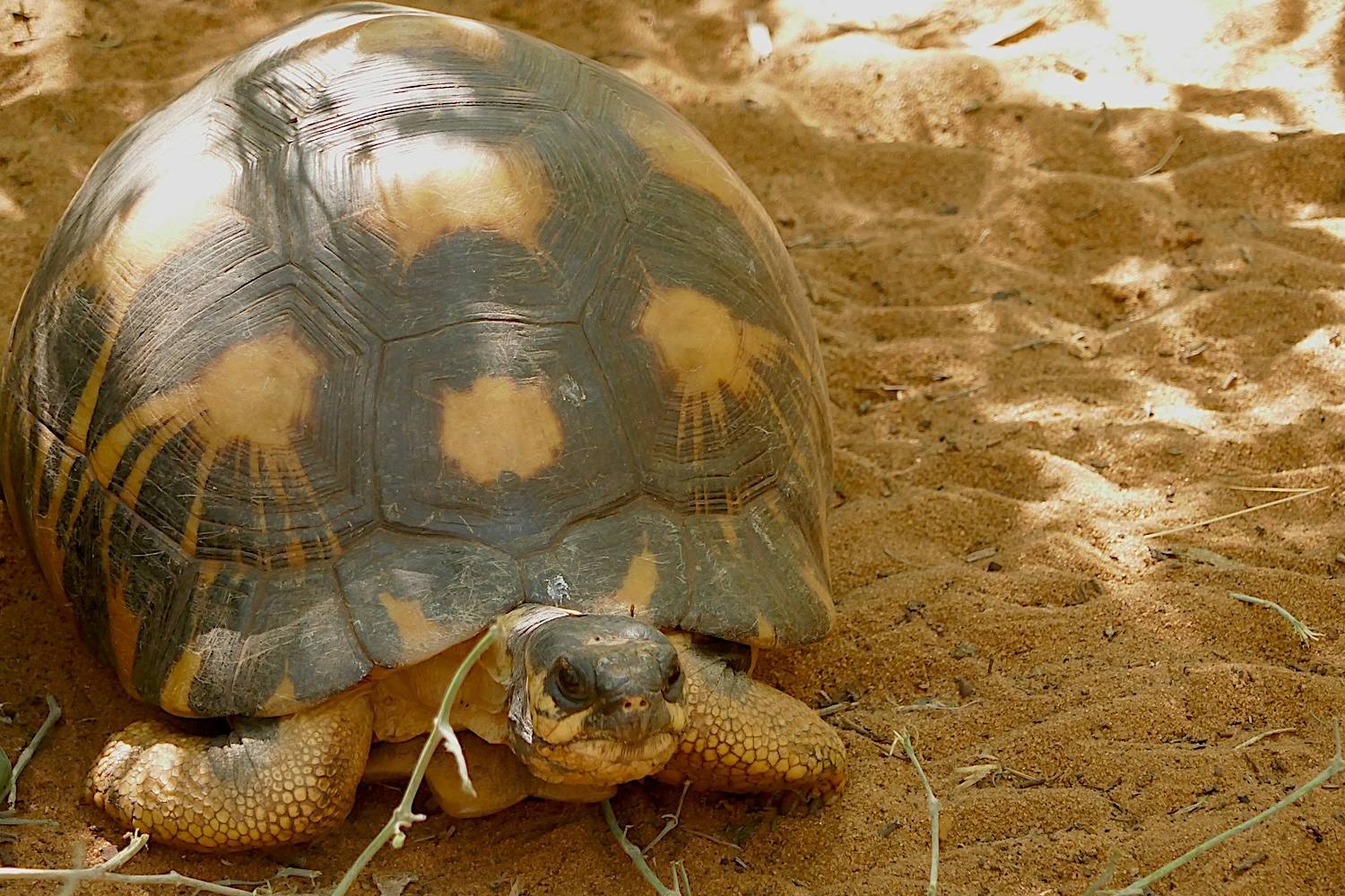 Portrait d’une tortue étoilée © Globe Reporters