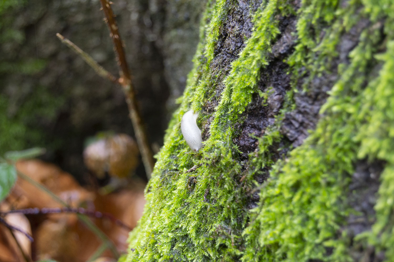 Une petite limace blanche sur la mousse d’un tronc © Globe Reporters
