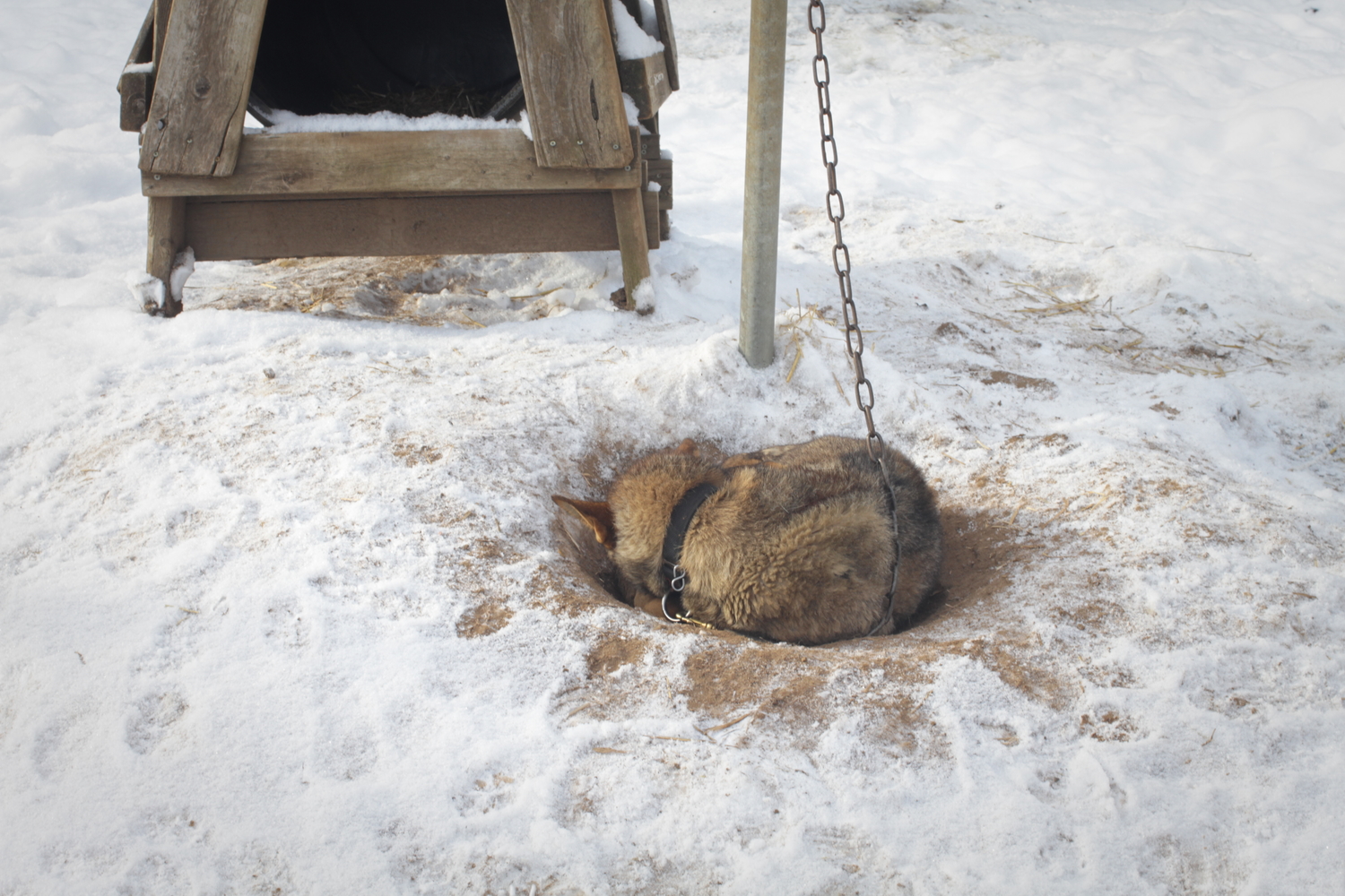 Un chien en boule, dans un trou qu’il a creusé lui-même.