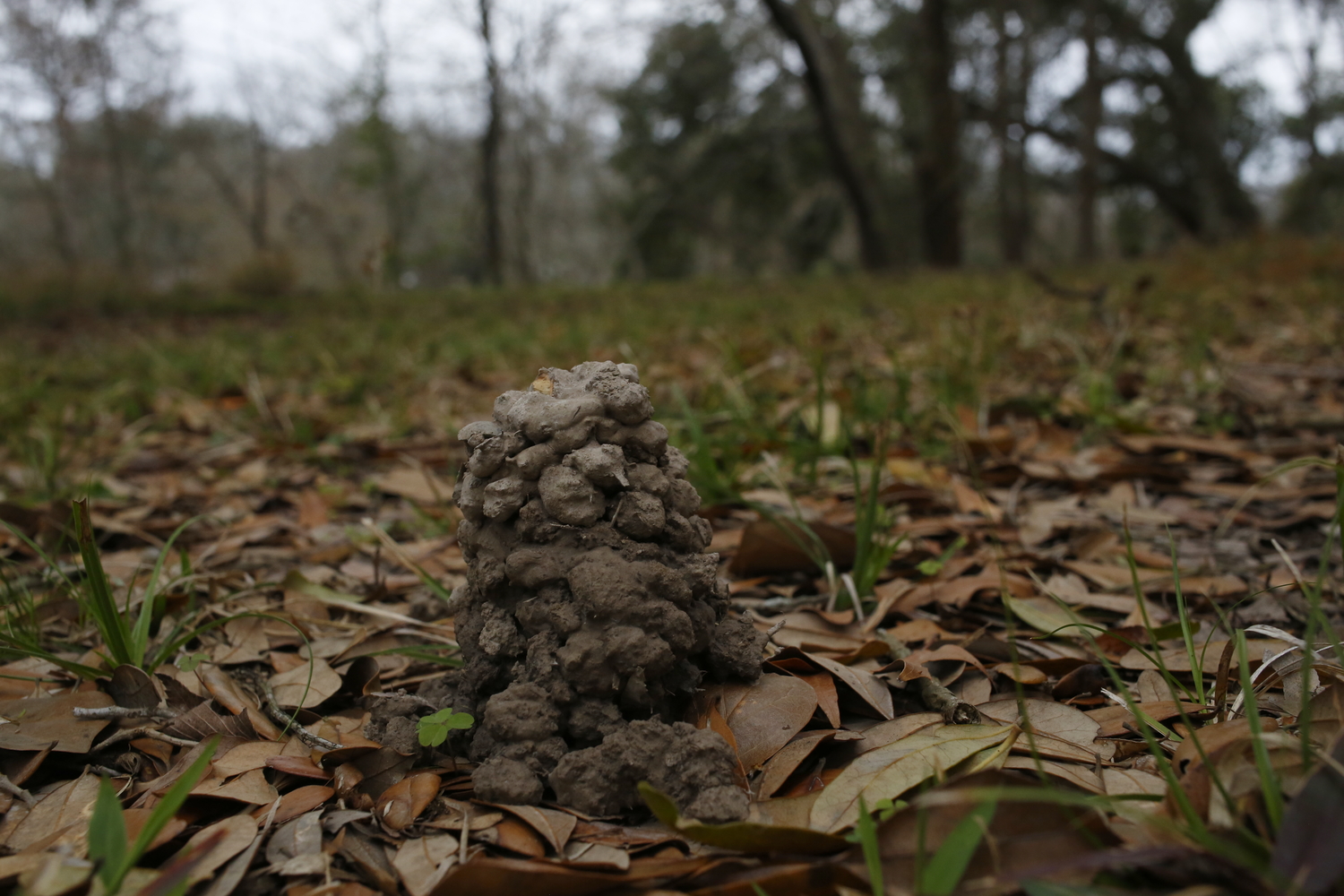 Les écrevisses font leurs nids directement dans la terre, et cela forme une « cheminée » © Globe Reporters