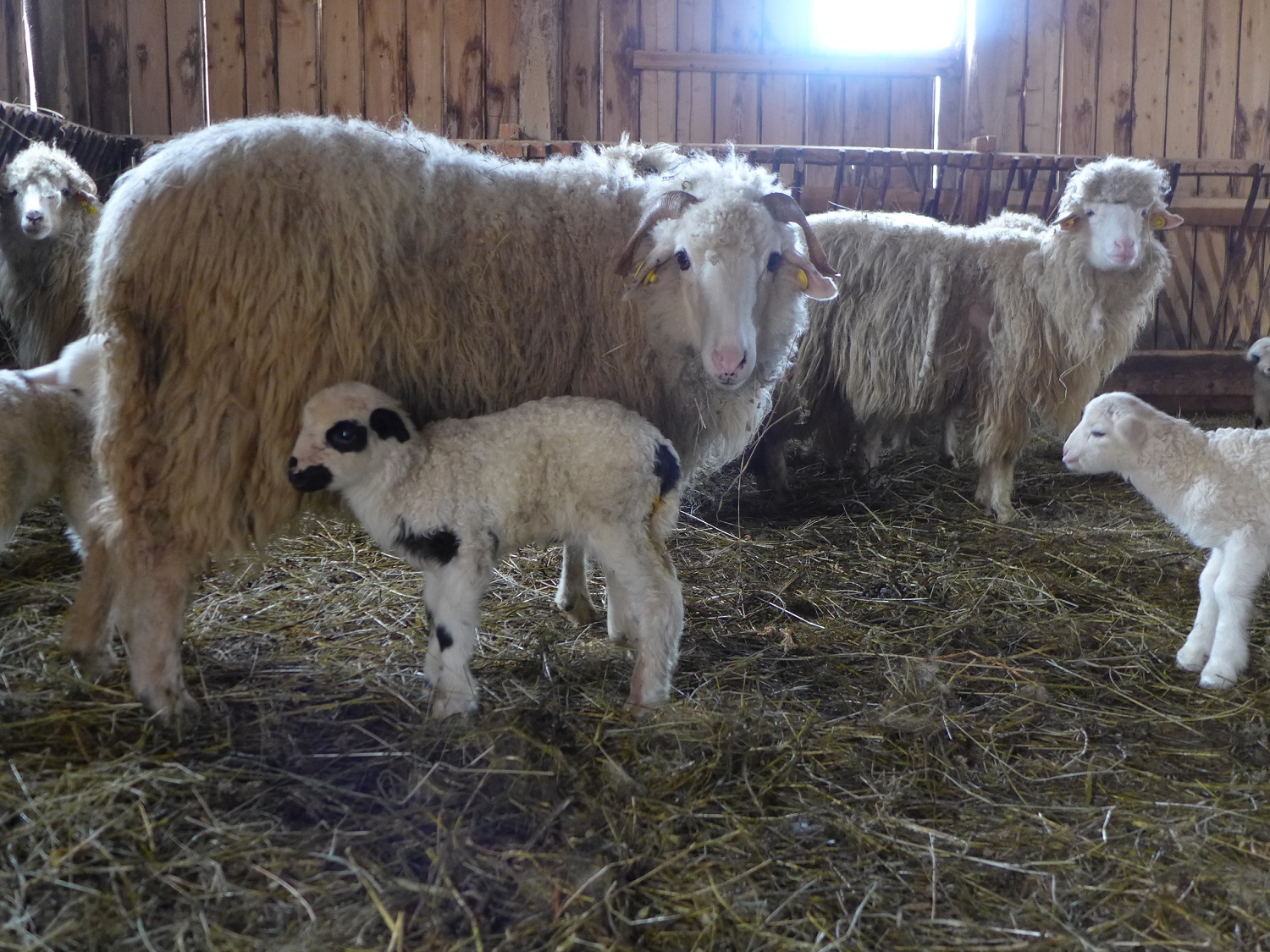 Les agneaux viennent de naître.
