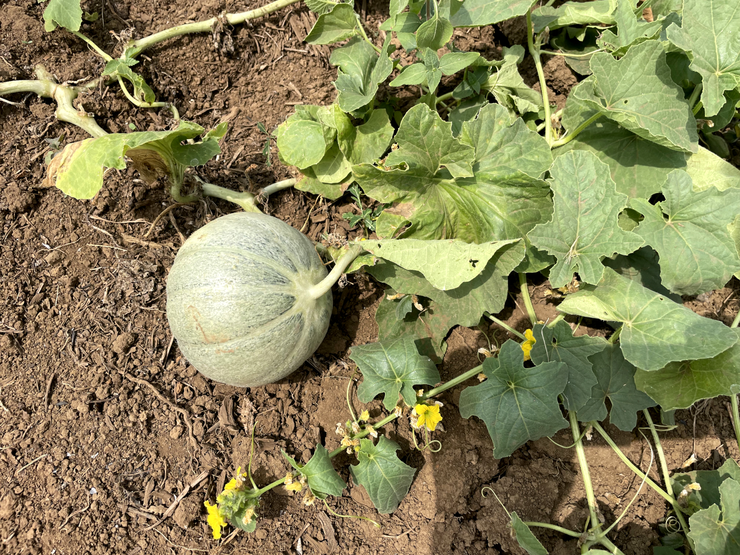 Franck LANDO teste la culture du melon charentais sous le climat camerounais © Globe Reporters