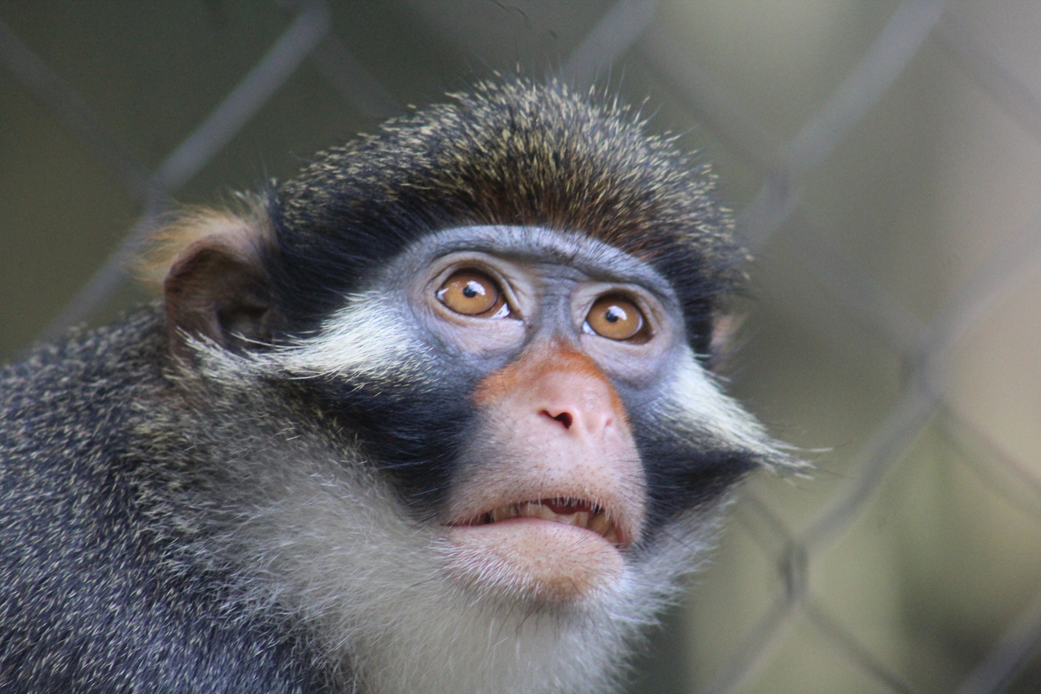 Le sanctuaire essaie de remettre les animaux en liberté, une mission difficile pour les primates © Limbé Wildlife Center