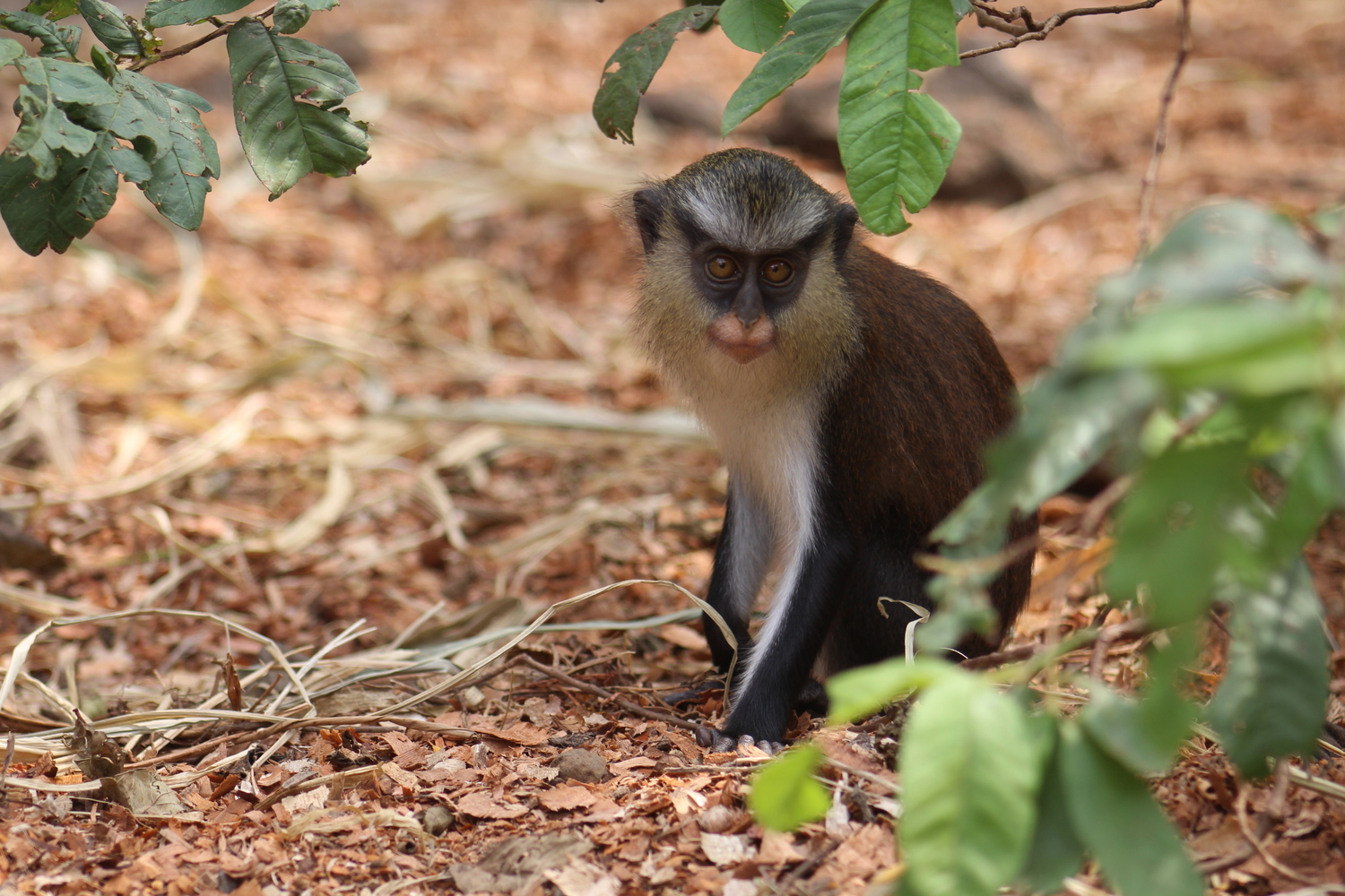 Les singes Mona font partie des petits primates soignés au centre © Limbé Wildlife Center