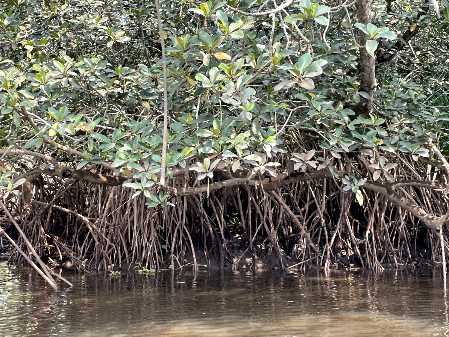 Mangrove sur les rives du fleuve Wouri © Globe Reporters