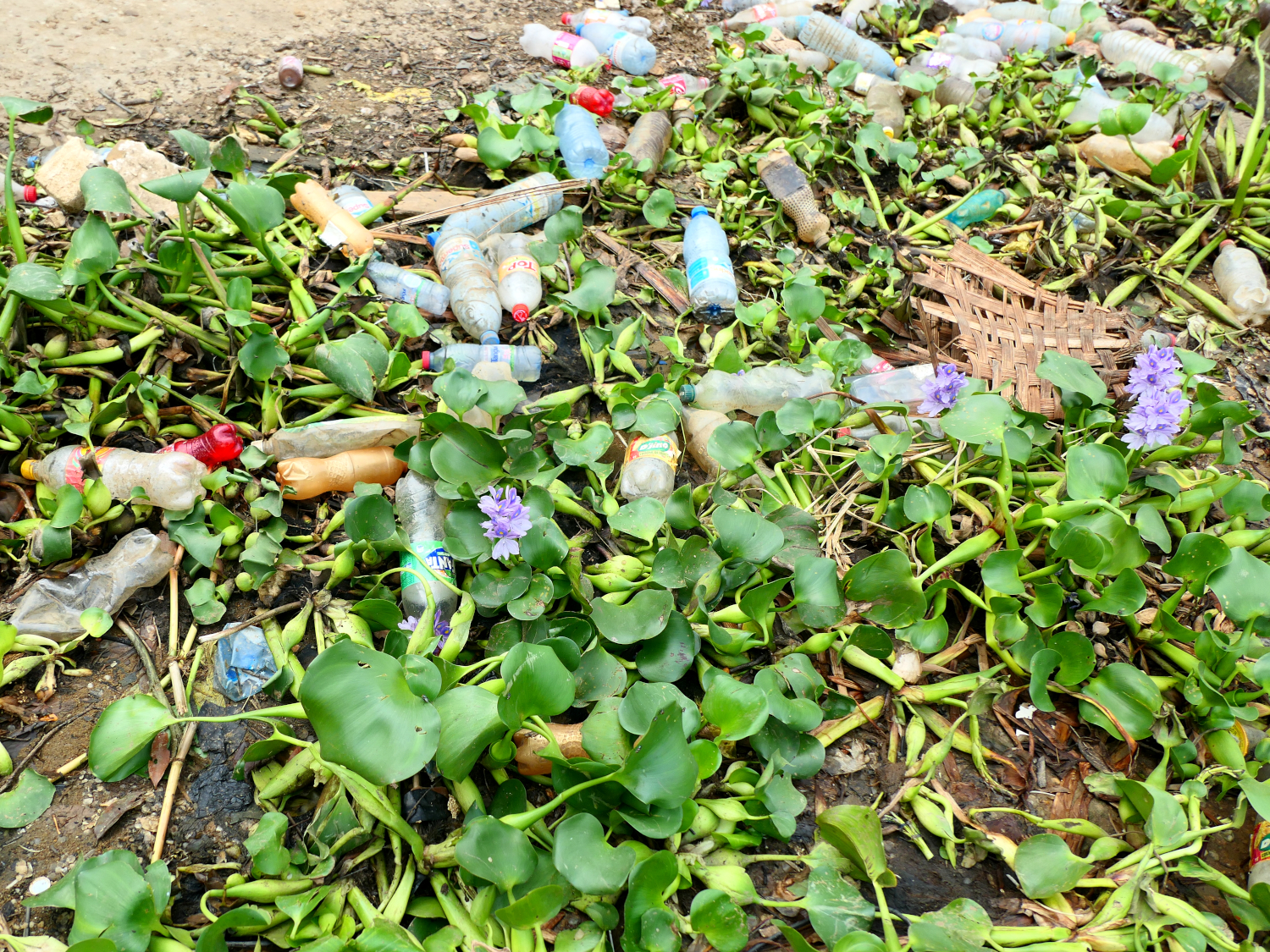 La pollution par le plastique © Globe Reporters