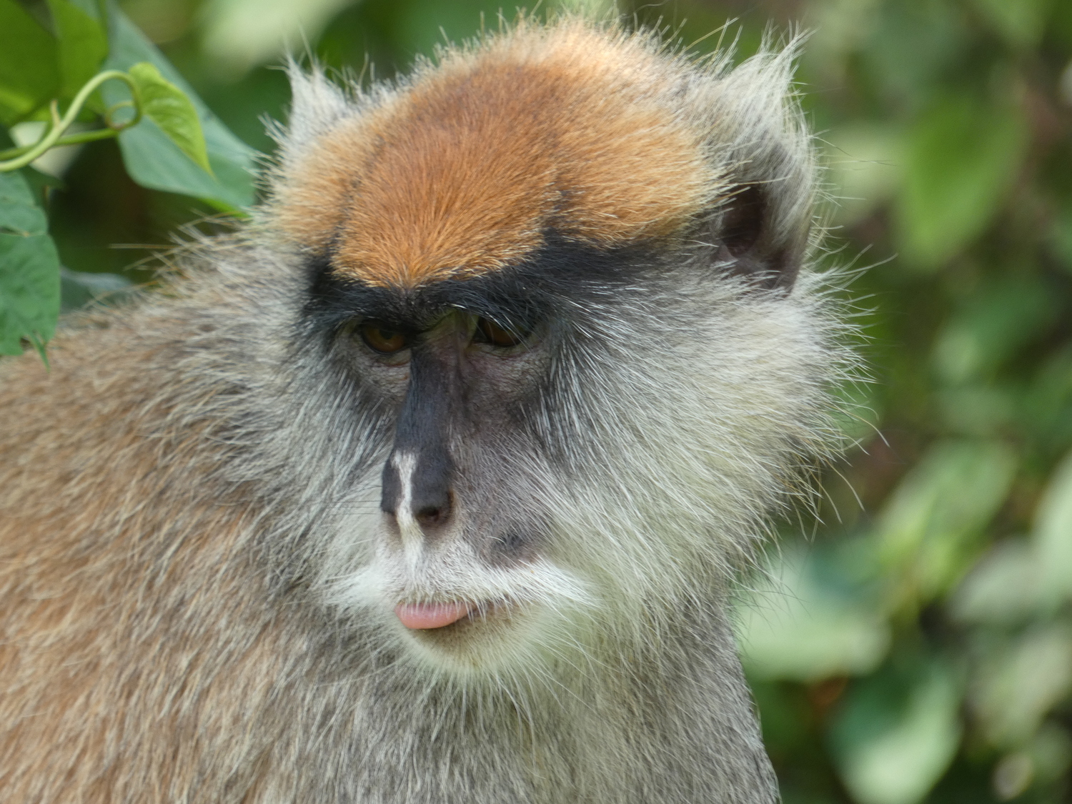 Yvette SOKOUDJOU dresse la liste des primates recueillis au centre, on peut y voir des singes patas © Limbé Wildlife Center