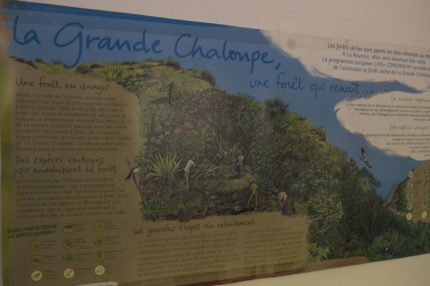 Un poster sur la Forêt Sèche de la Grande Chaloupe. Regardez la vidéo pour comprendre le problème de l’intrusion des plantes exotiques, c’est-à-dire les plantes non indigènes. 
