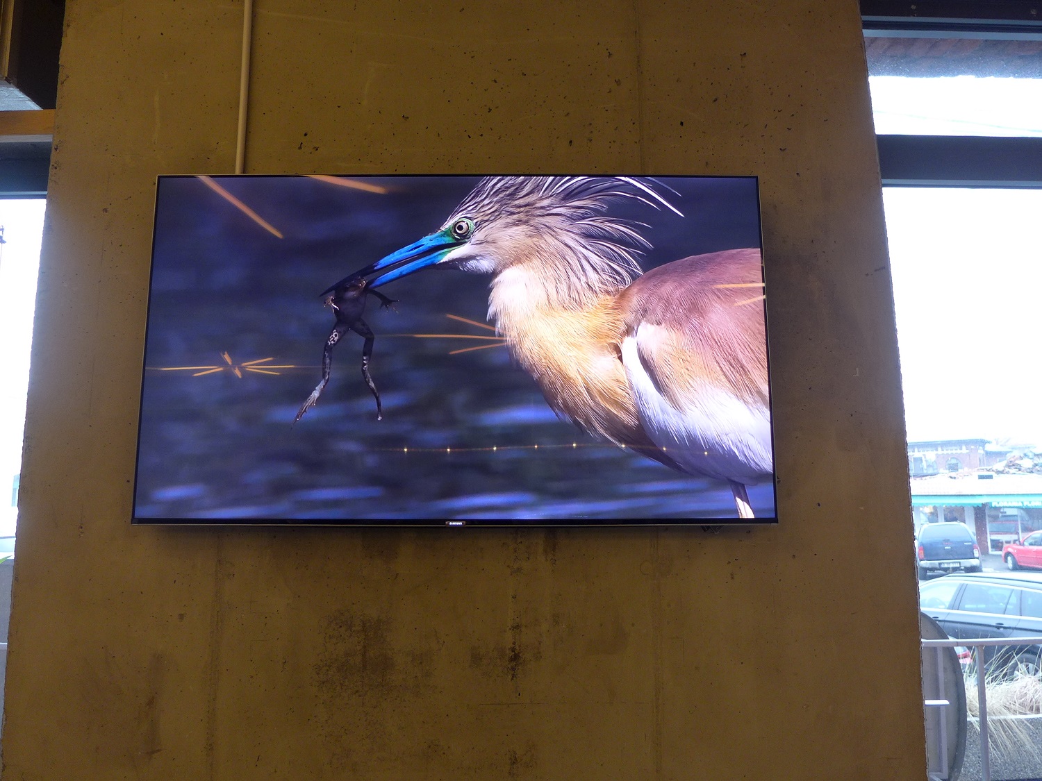 Sur un écran télé, des images du Delta du Danube défilent : oiseaux, pêcheurs, paysages, etc.