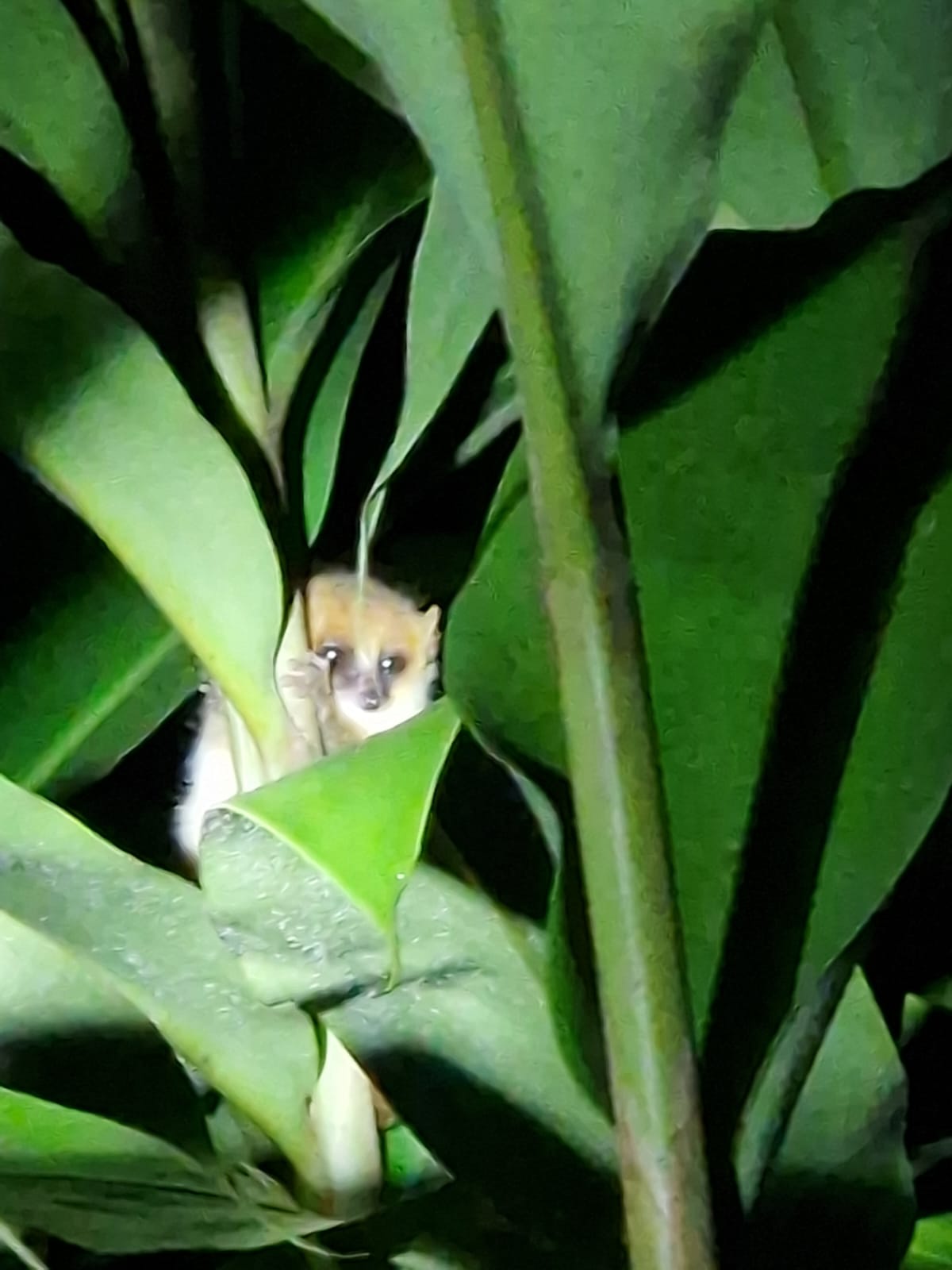 Certains lémuriens sont nocturnes comme celui-ci, le lémurien « goodman » qui est aussi un des plus petits du monde © Globe Reporters