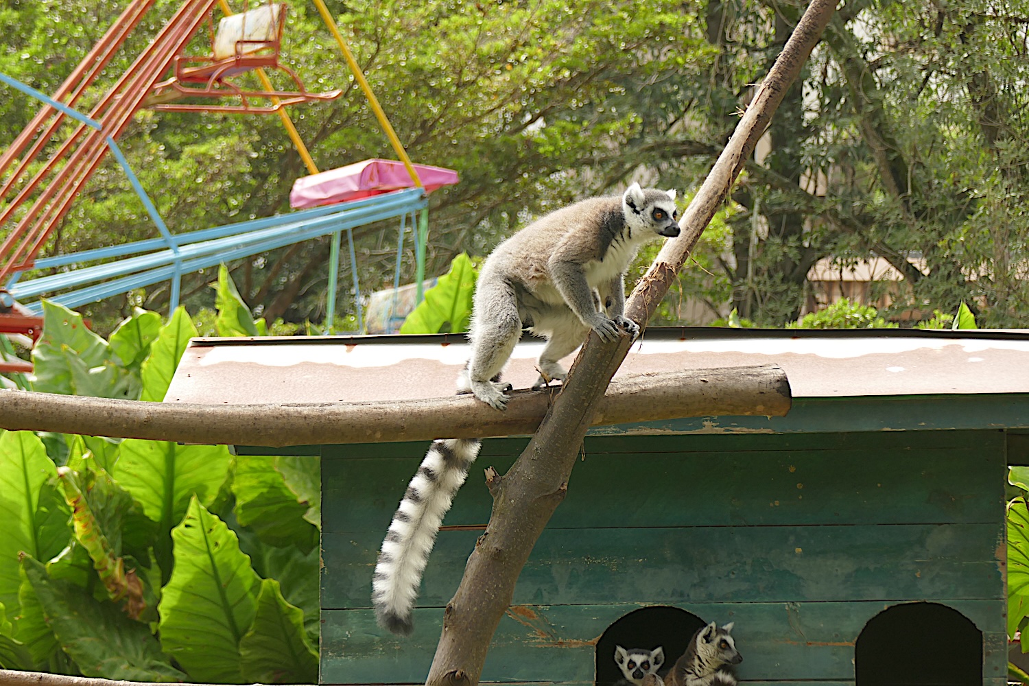 Lémuriens maki catta au jardin botanique et zoologique de Tsimbazaza à Antananarivo © Globe Reporters