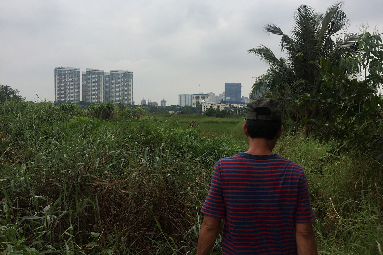 Derrière les rizières, les buildings en construction. Un projet immobilier est prévu ici depuis longtemps, mais rien n’avance.