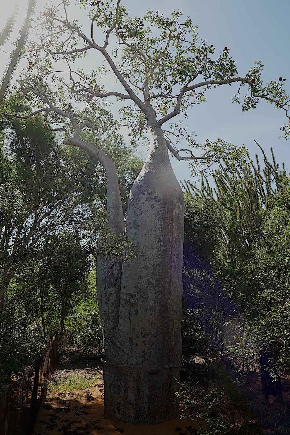 Dans le parc de 7 hectares, il y a de petits baobabs aux formes curieuses comme celui-ci © Globe Reporters