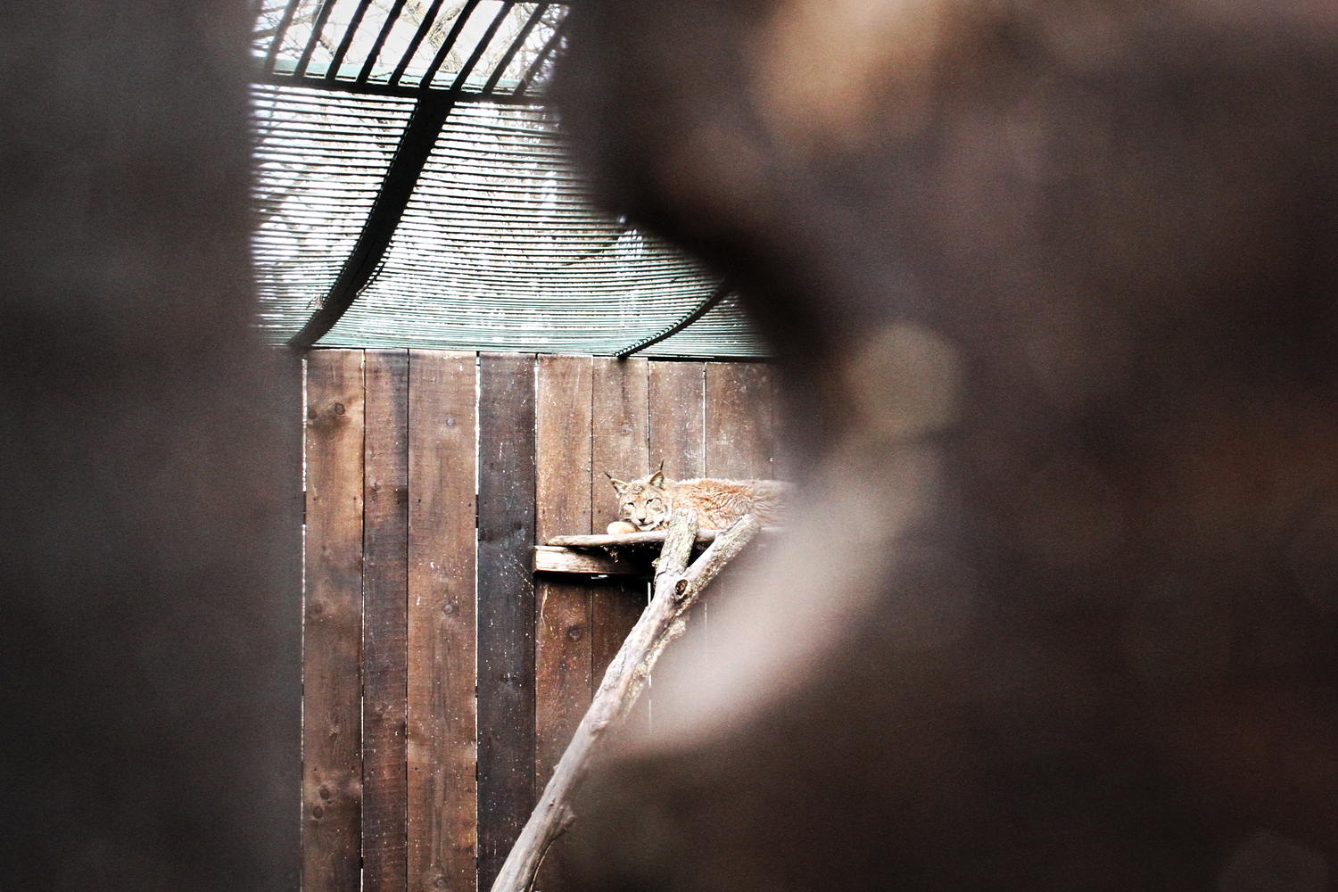 Vu sur le dernier lynx capturé. L’animal ne reste pas très longtemps en quarantaine pour éviter qu’il soit trop stressé. Il est nourri avec de la viande issue de la chasse, pour éviter de perturber son alimentation. © Globe Reporters