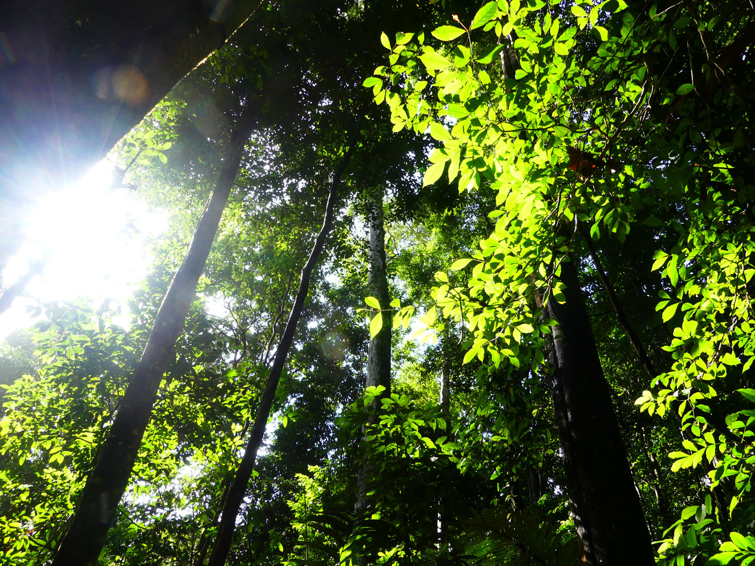 Réserve forestière de Nouragues - crédit GEPOG