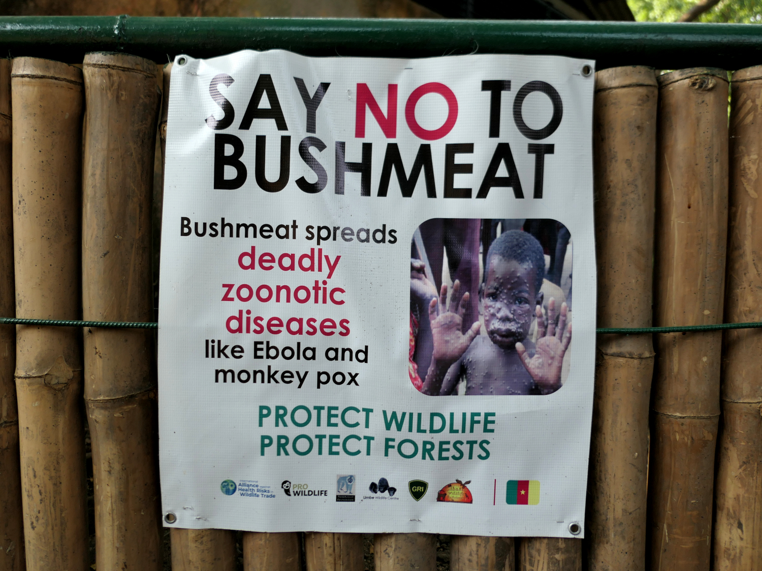 La consommation de viande de brousse peut entraîner des zoonoses, c’est à dire la transmission d’une maladie infectieuse de l’animal à l’homme © Globe Reporters