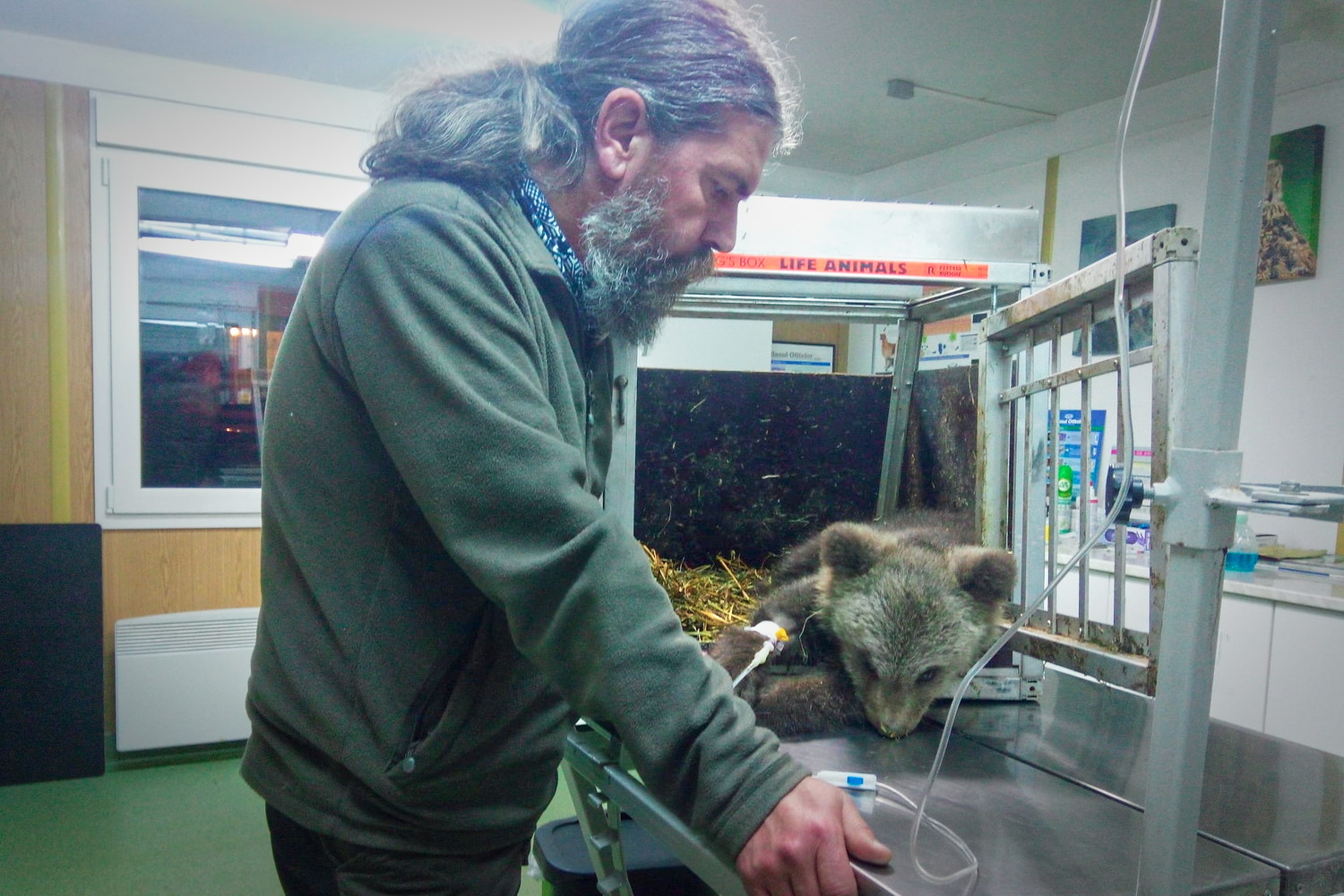 Photo de Borka-Vitalis avec un ourson soigné dans le cabinet en 2021 © Page Facebook de Vets4Wild
