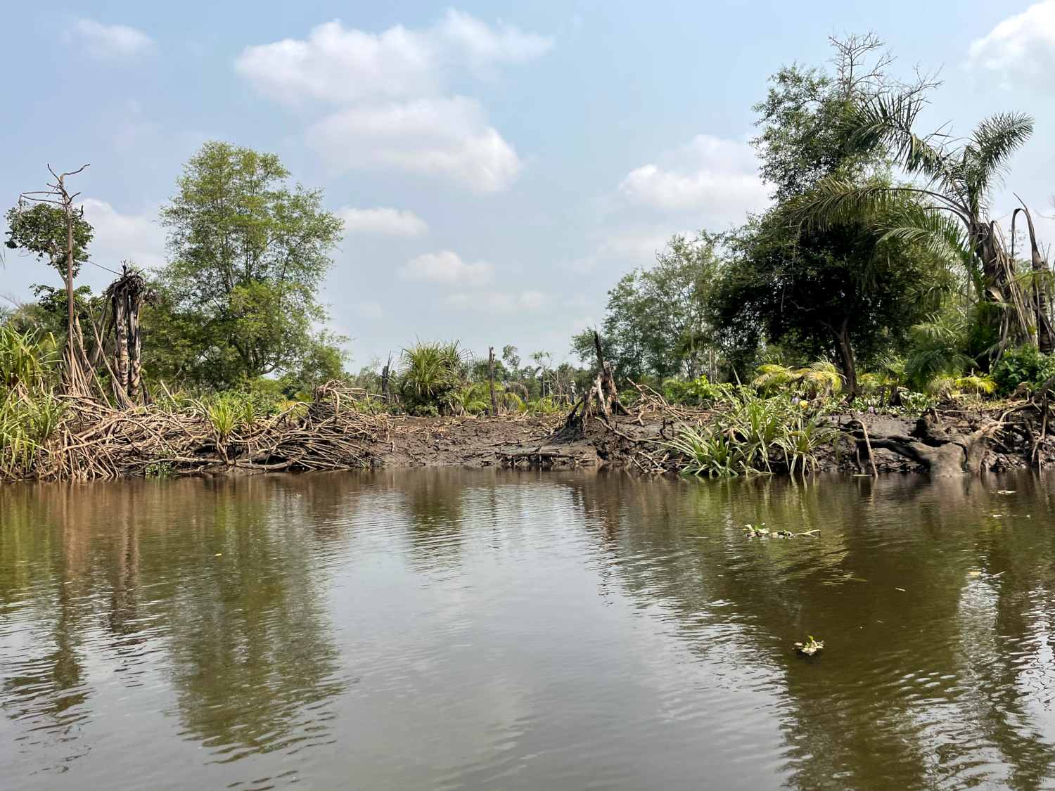 Mangrove arrachée pour accoster vers une habitation sauvage © Globe Reporters