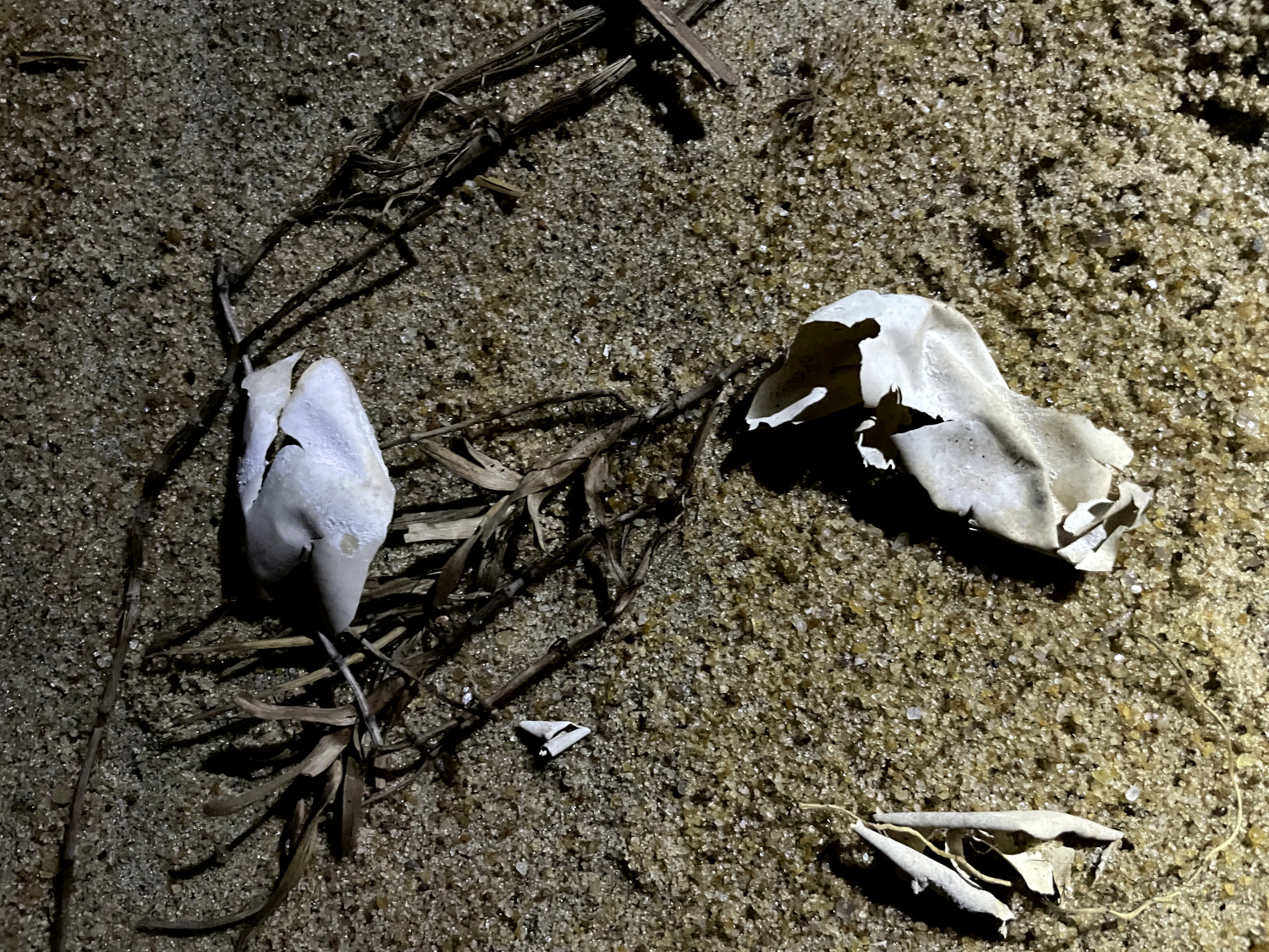 Des restes de coquilles d’œufs de tortues marines probablement mangés par des crabes © Globe Reporters