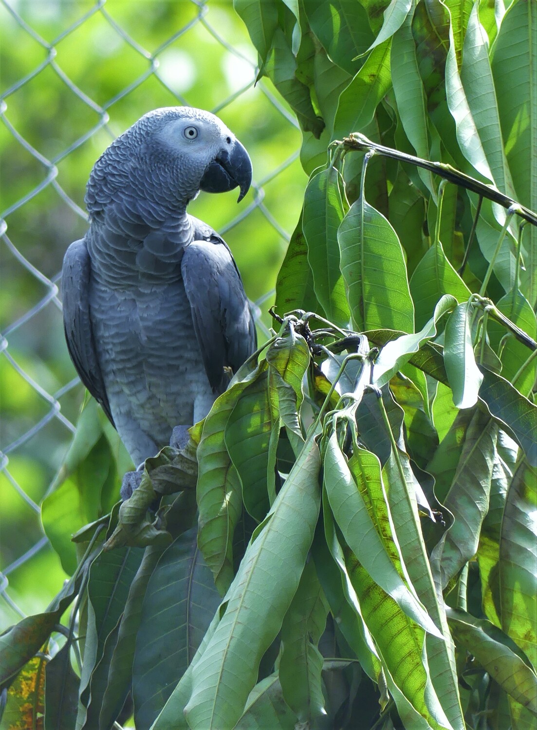 Le sanctuaire a permis la remise en liberté de milliers de perroquets depuis sa création © Limbé Wildlife Center