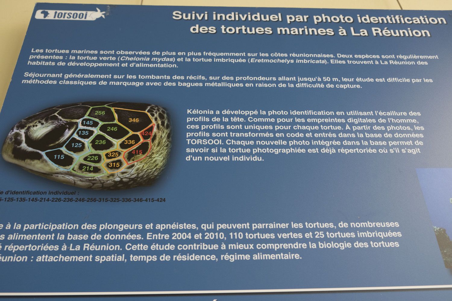 Pour reconnaître les tortues, les scientifiques utilisent des photos du profil des animaux. Leur profil est unique, il correspond en quelque sorte à leur carte d’identité.