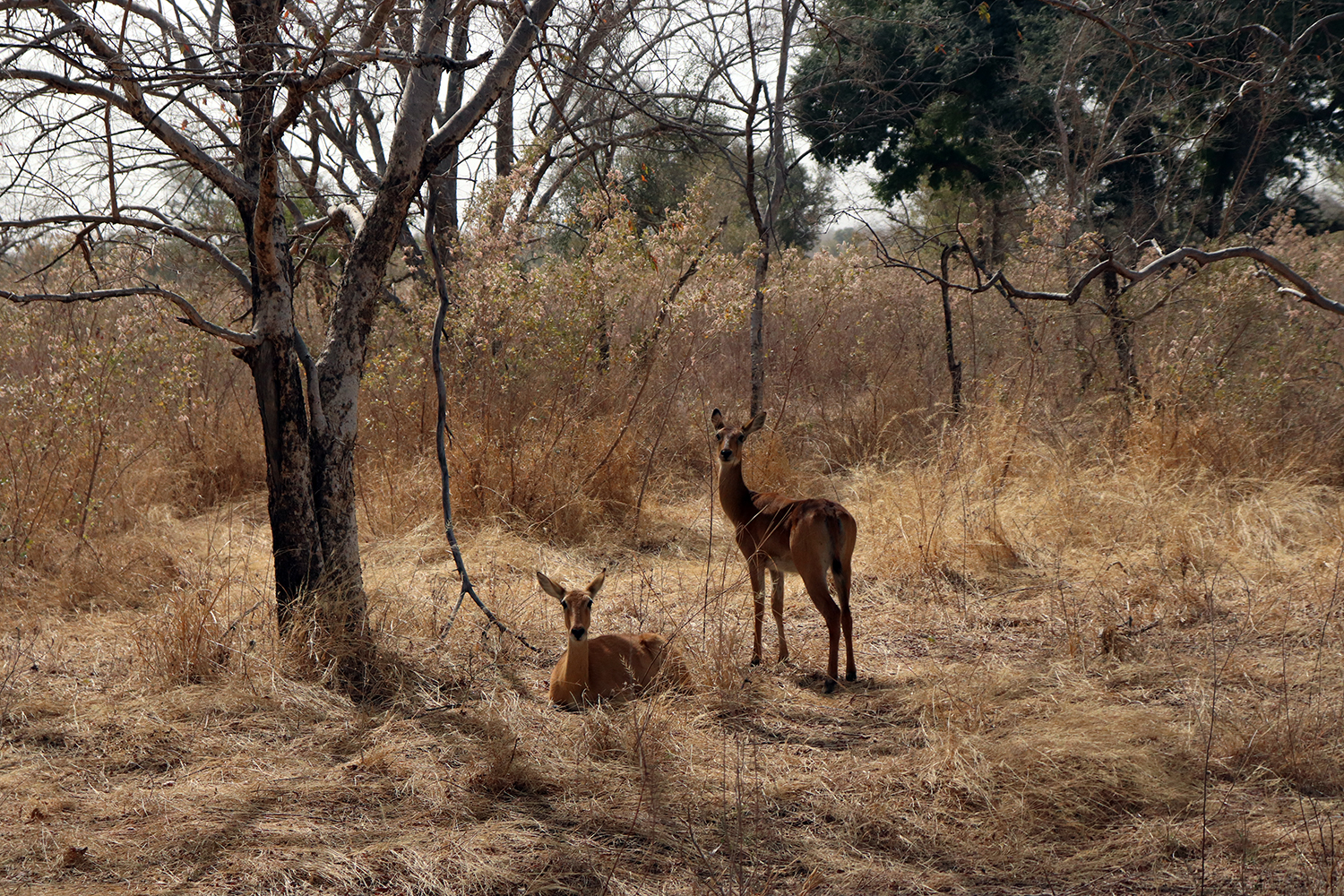 Un couple d’antilopes surpris en plein repos. 