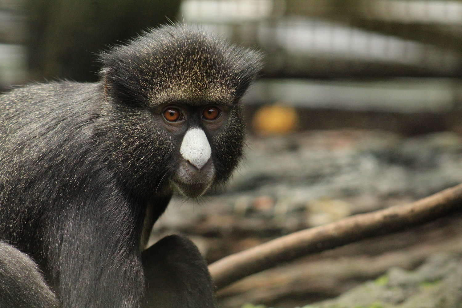 À Limbé, on peut aussi trouver des singes Hocheur © Limbé Wildlife Center
