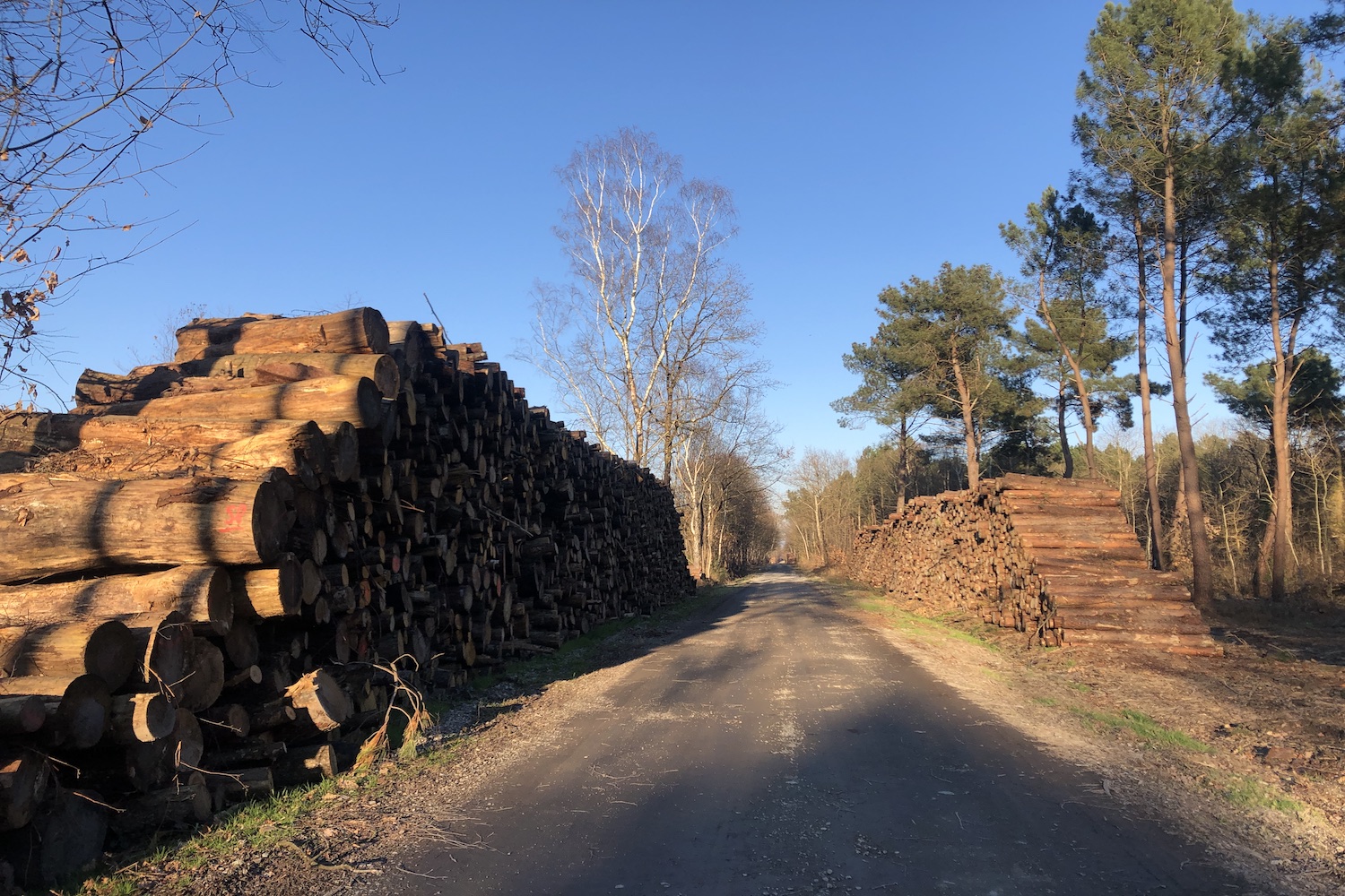 Après l’incendie, des milliers d’arbres ont été rapidement tronçonnés pour éviter qu’ils dépérissent et deviennent inexploitables pour l’industrie du bois. Ils seront ensuite transformés en palettes, panneaux de bois aggloméré, etc. © Globe Reporters