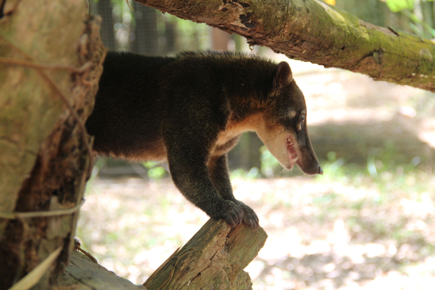 Coati – crédit Zoo de Guyane