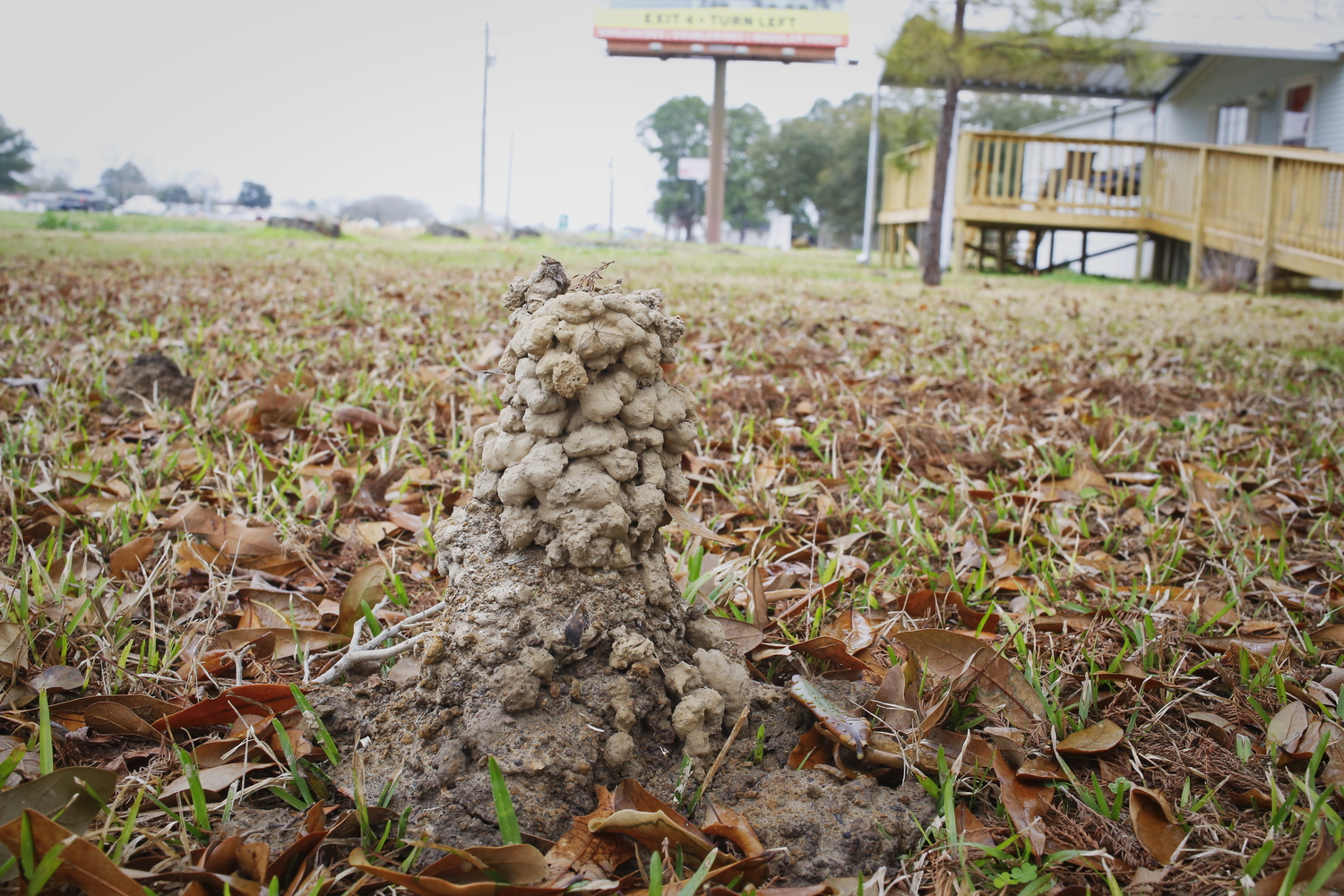 Dans le sud de la Louisiane, les écrevisses font leur nid naturellement dans les jardins ! Cela s’appelle une cheminée. Ici dans le jardin de Sheryl © Globe Reporters