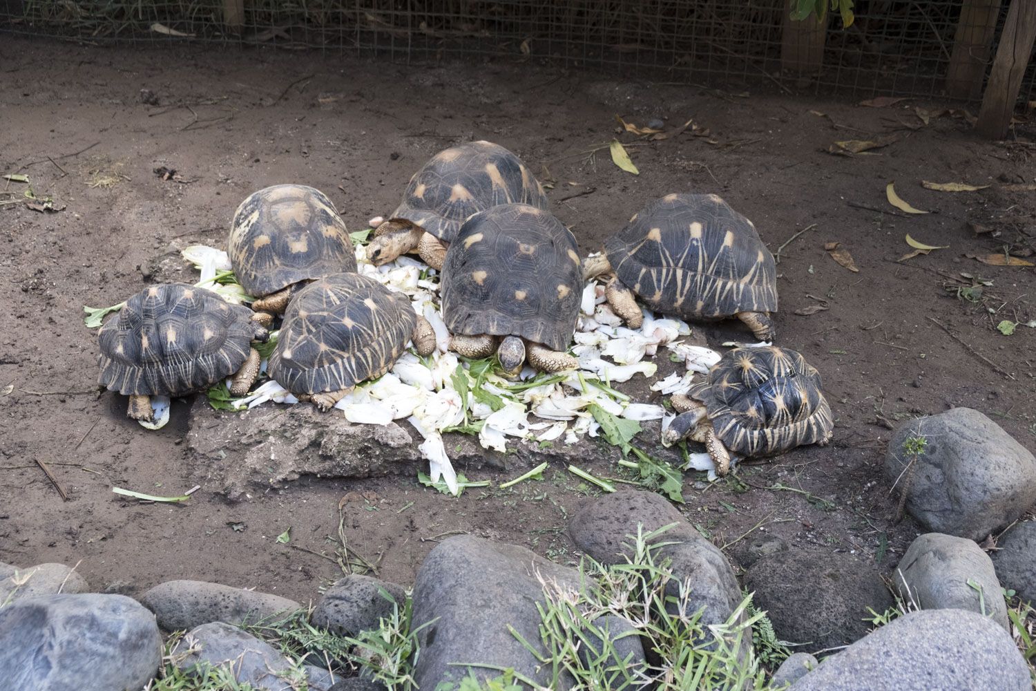 Des particuliers de La Réunion ont donné leurs tortues au centre, ici des tortues de terre de Madagascar.