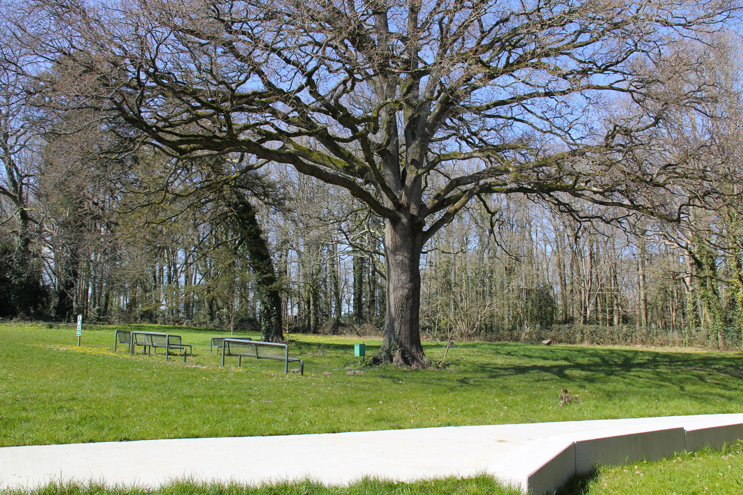 10- Le vieux chêne est un lieu emblématique du parc où les élèves se retrouvent lorsqu’il fait beau … et chaud ! © Globe Reporters