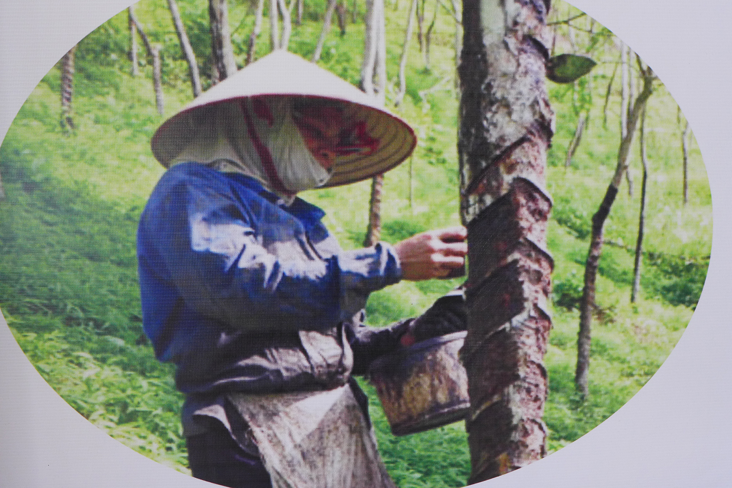 La laque est extraite d’un arbre que l’on trouve au Nord du Vietnam. 